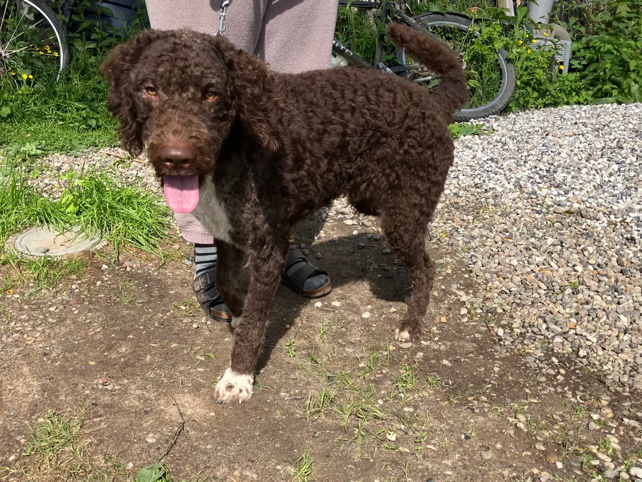 Billede 2 - Curly Coatted Retriever/ Lagotto Romagnolo 