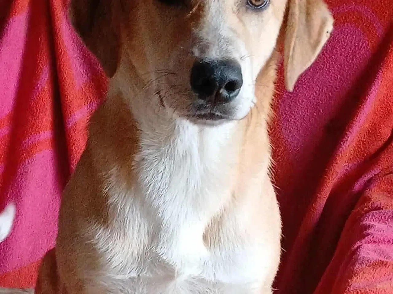 Billede 5 - Dino ønsker sig en familie i julegave