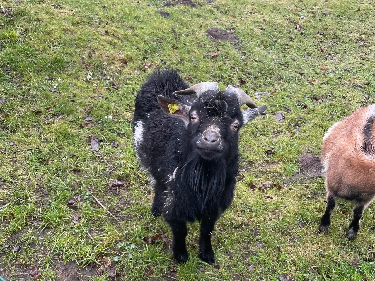 Billede 1 - Flok sort Gedebuk sælges