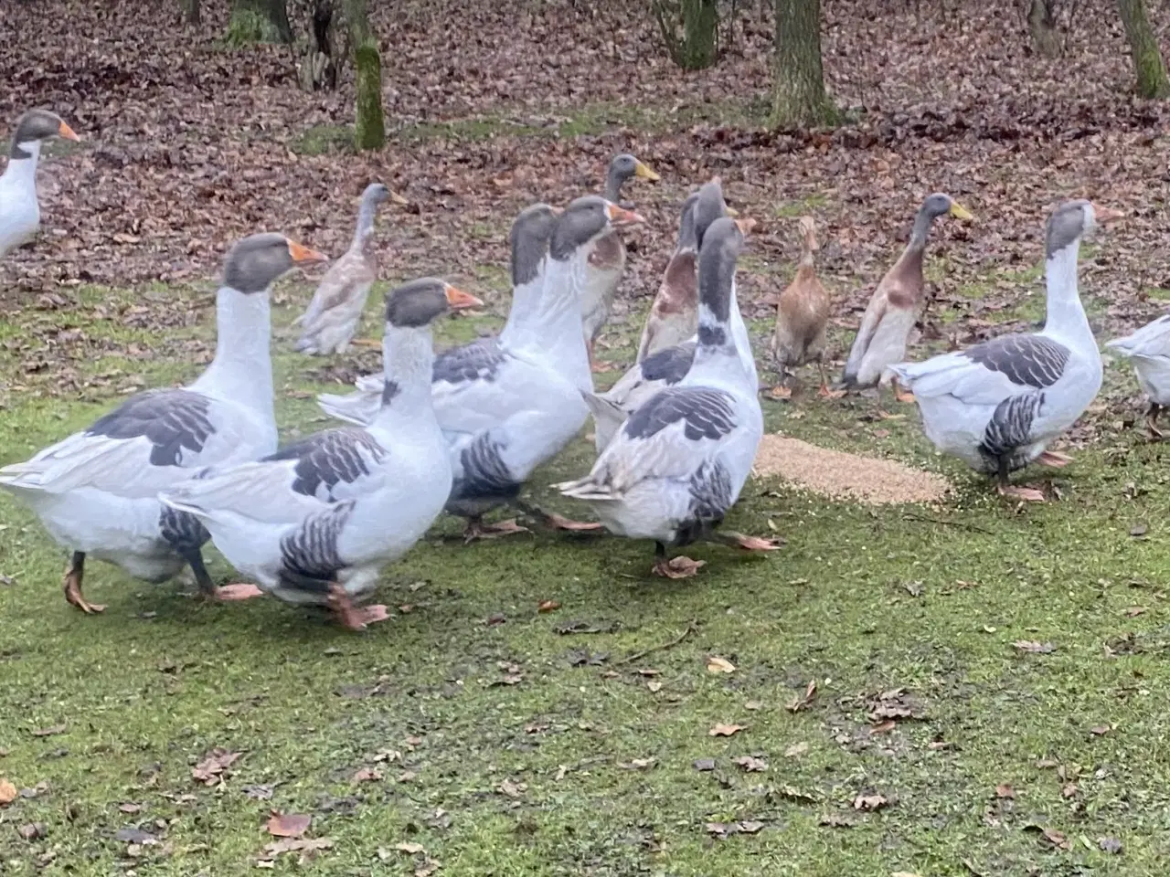Billede 4 - Gæs. Gammel dansk landrace