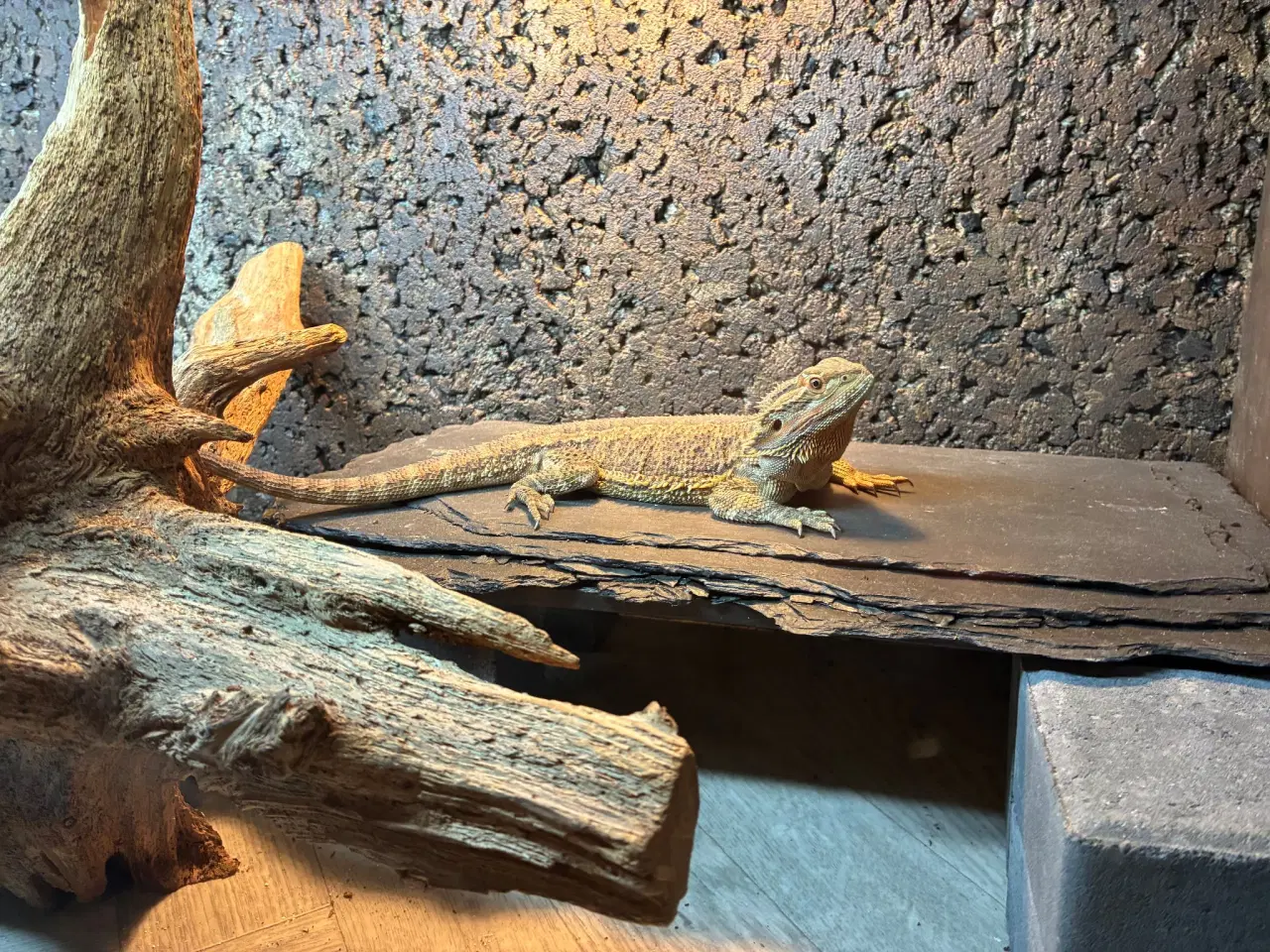 Billede 1 - Skægagame