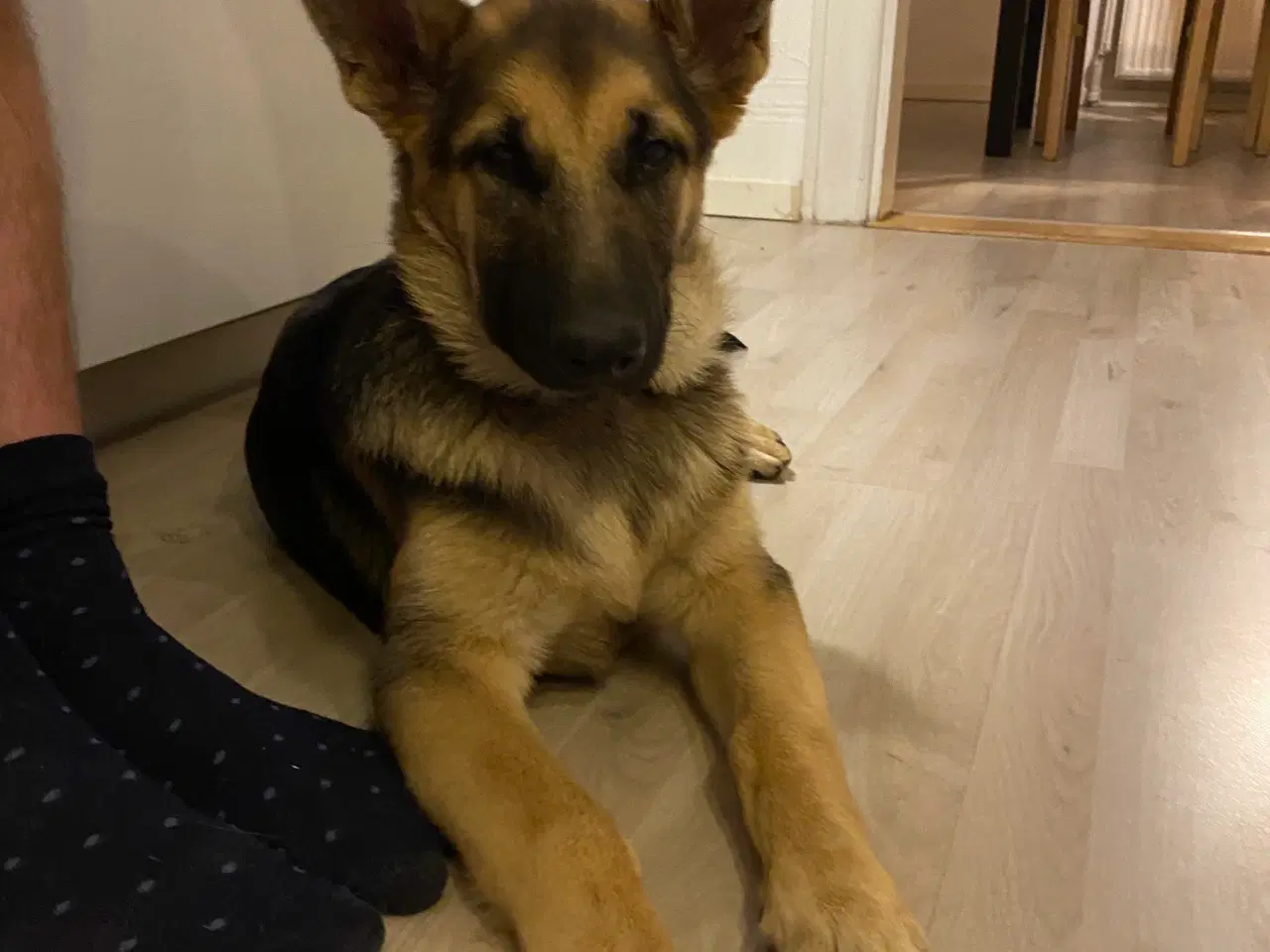 Billede 4 - Lækker dejlig schæferhund hvalp søger nyt hjem 