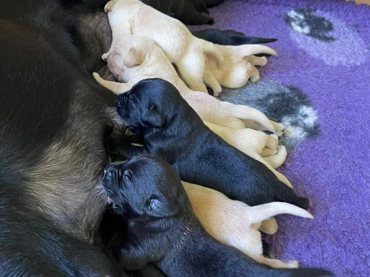 Billede 2 - Labrador Retriever