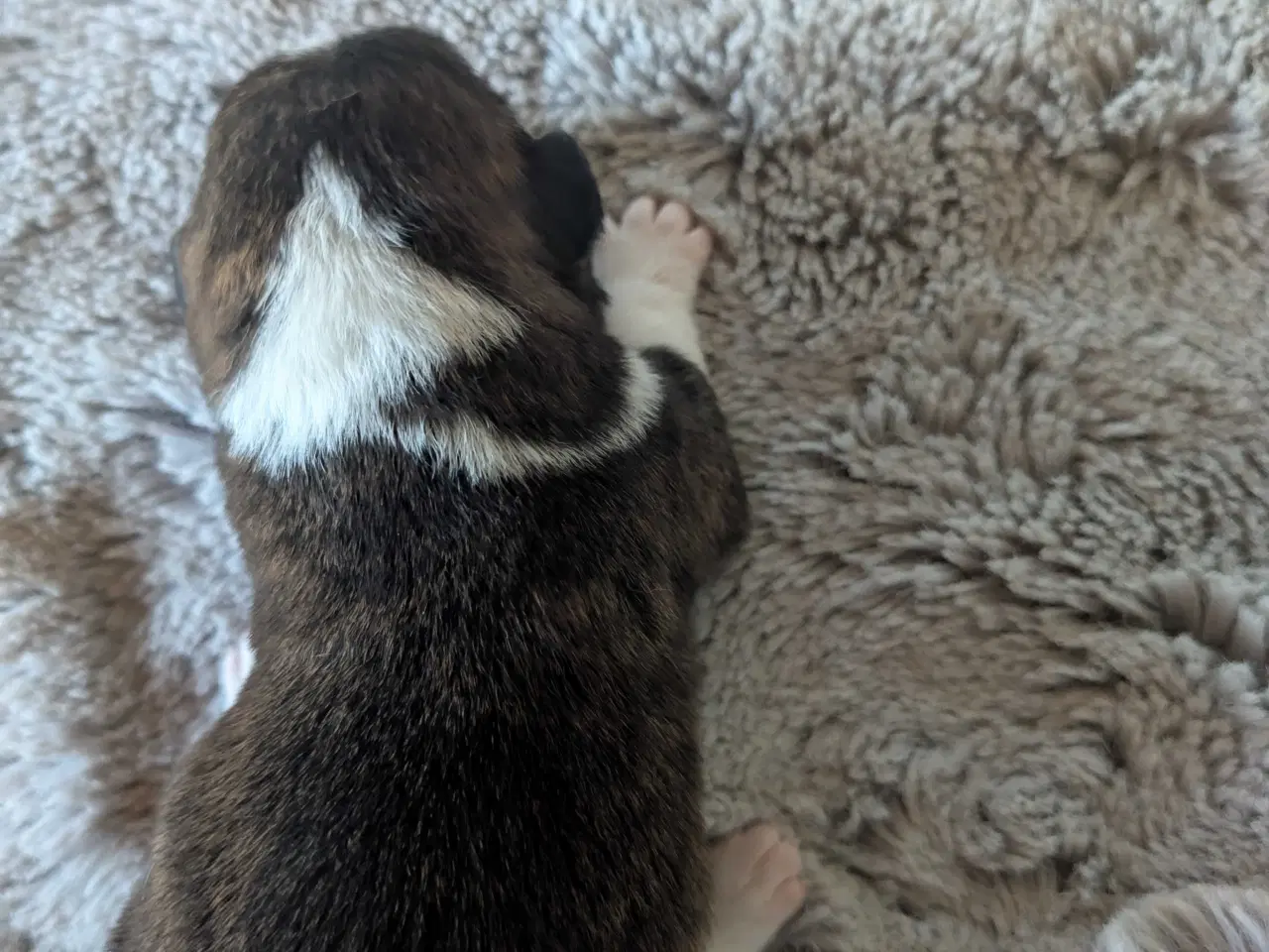 Billede 5 - Blandingshvalpe corgi mix