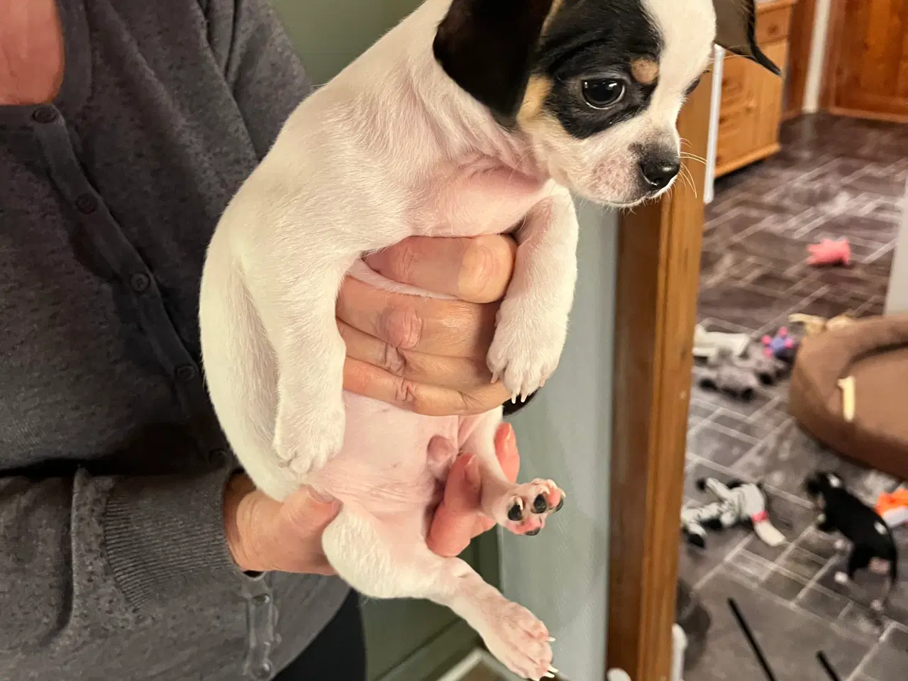 Billede 13 - 3 skønne hanhvalpe søger nyt, kærligt hjem. 