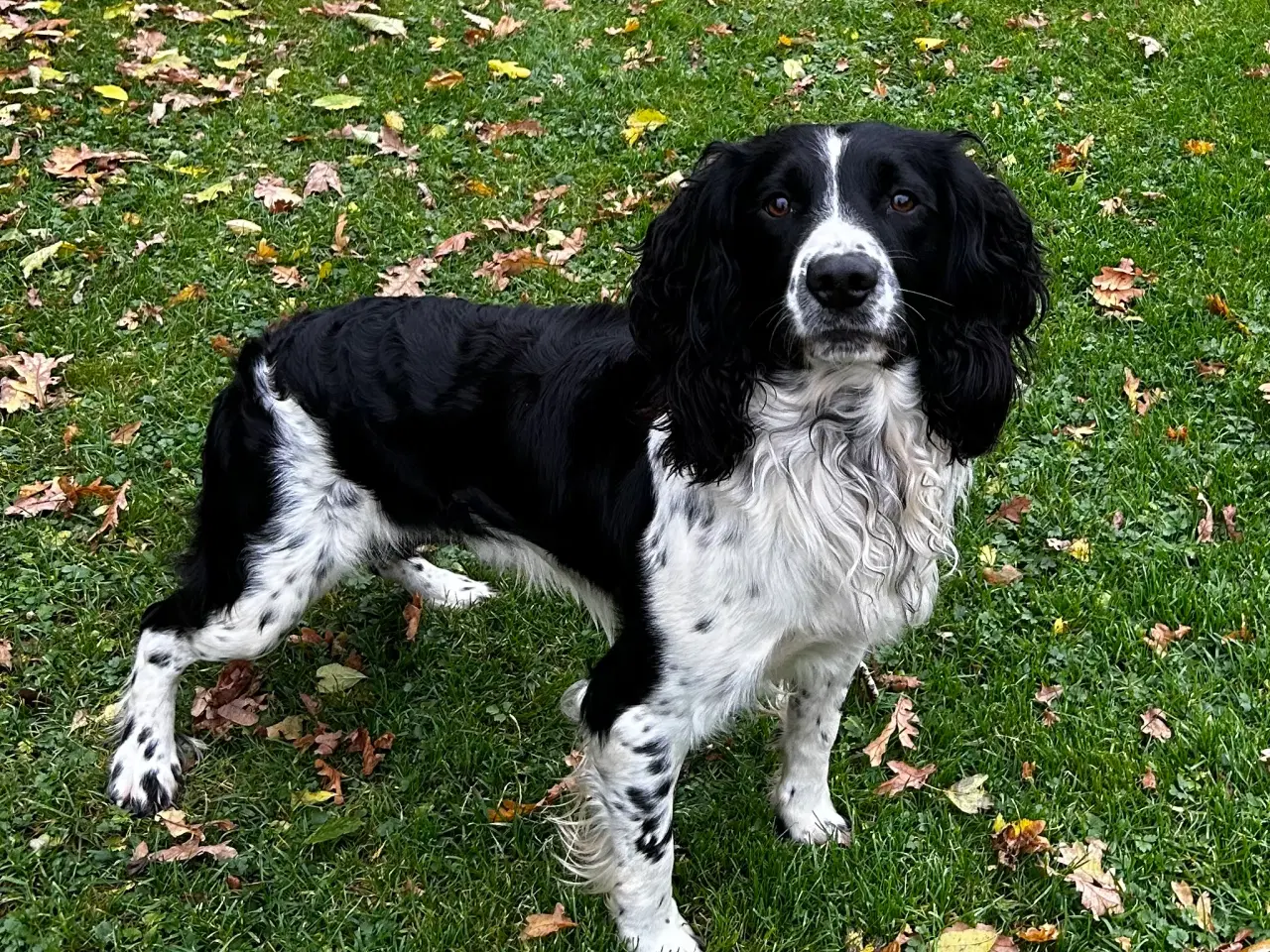 Billede 1 - Ft springer/ft labrador hvalpe