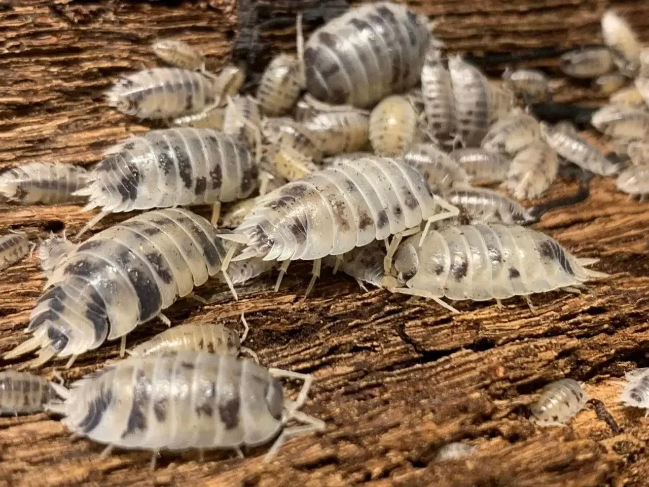 Billede 8 - Porcellio Laevis Dairy Cow sælges