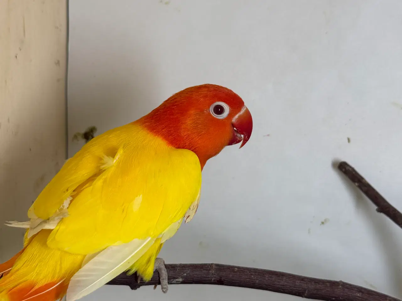 Billede 1 - Rødhovedet dværgpapegøje