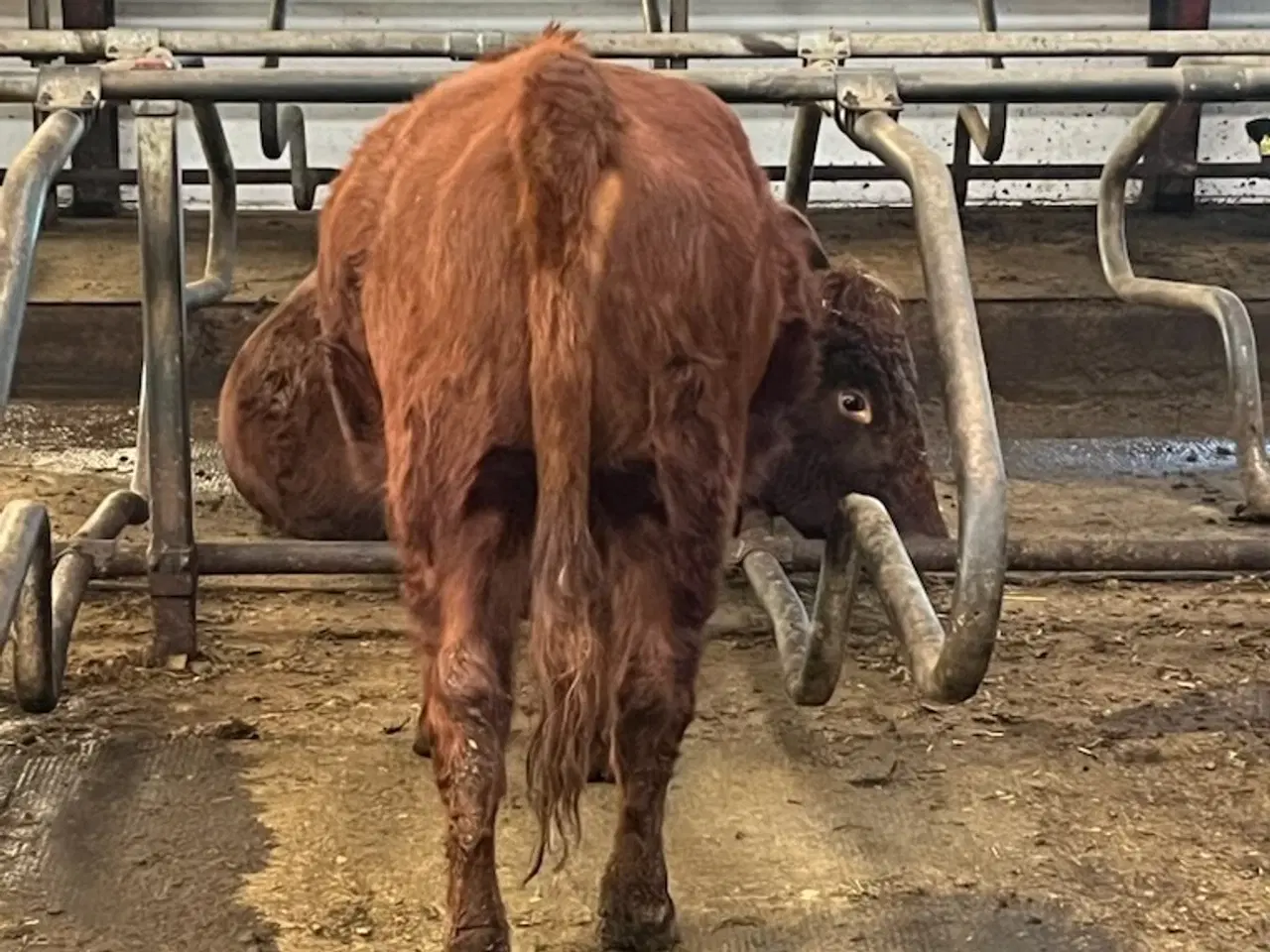 Billede 2 - Angus kvie sælges