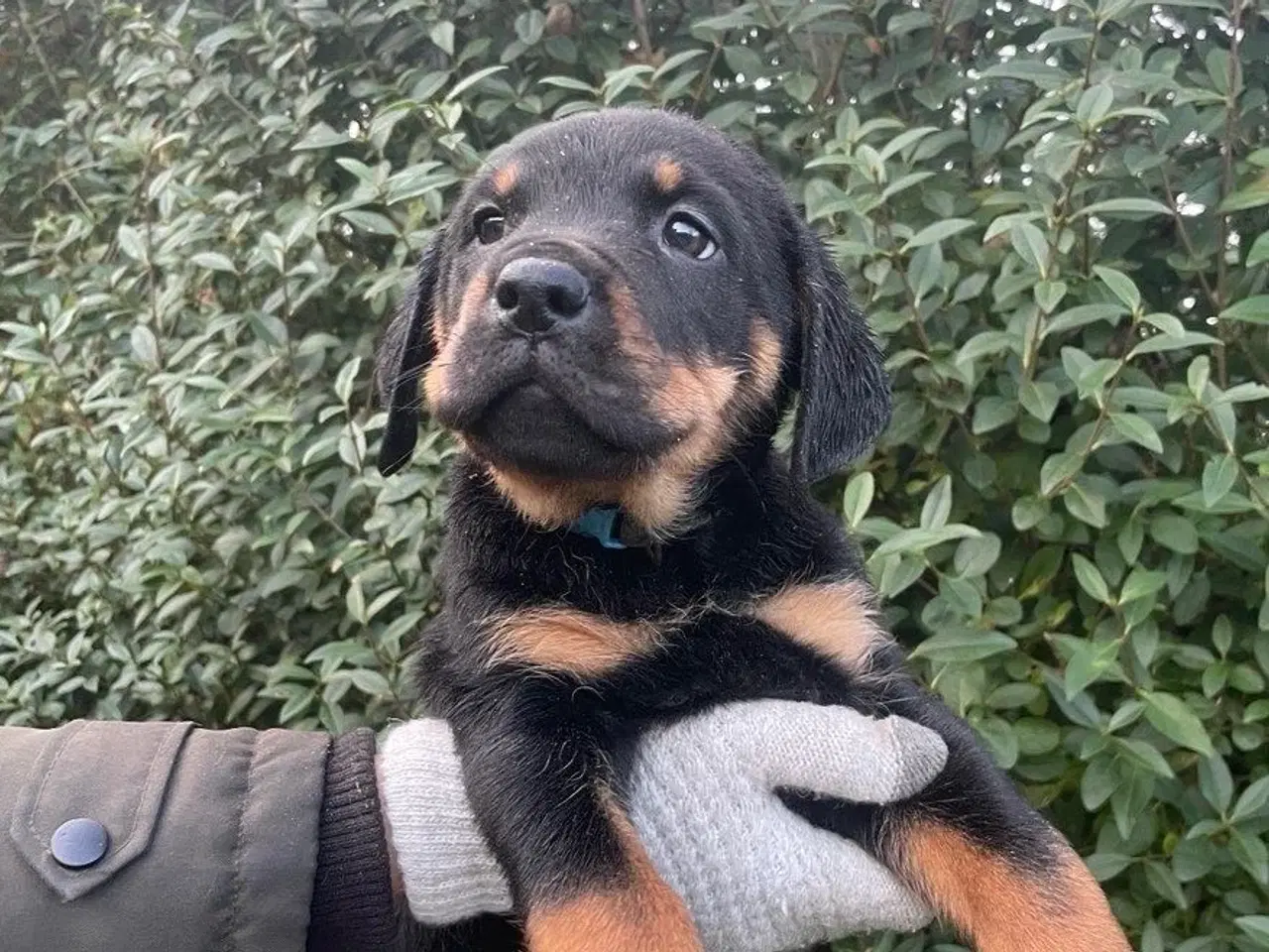 Billede 6 - Rottweiler blanding