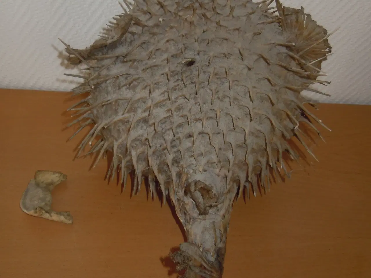 Billede 6 - PINDSVINEFISK/KUGLEFISK TIL OPHÆNGNING (UDTØRRET)