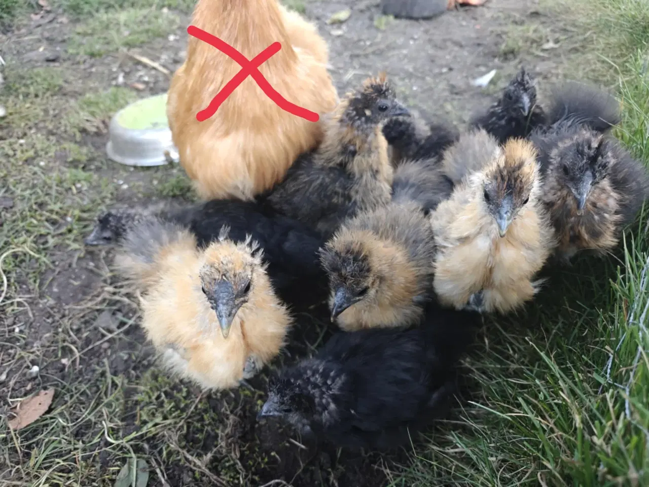 Billede 2 - Dværgsilke