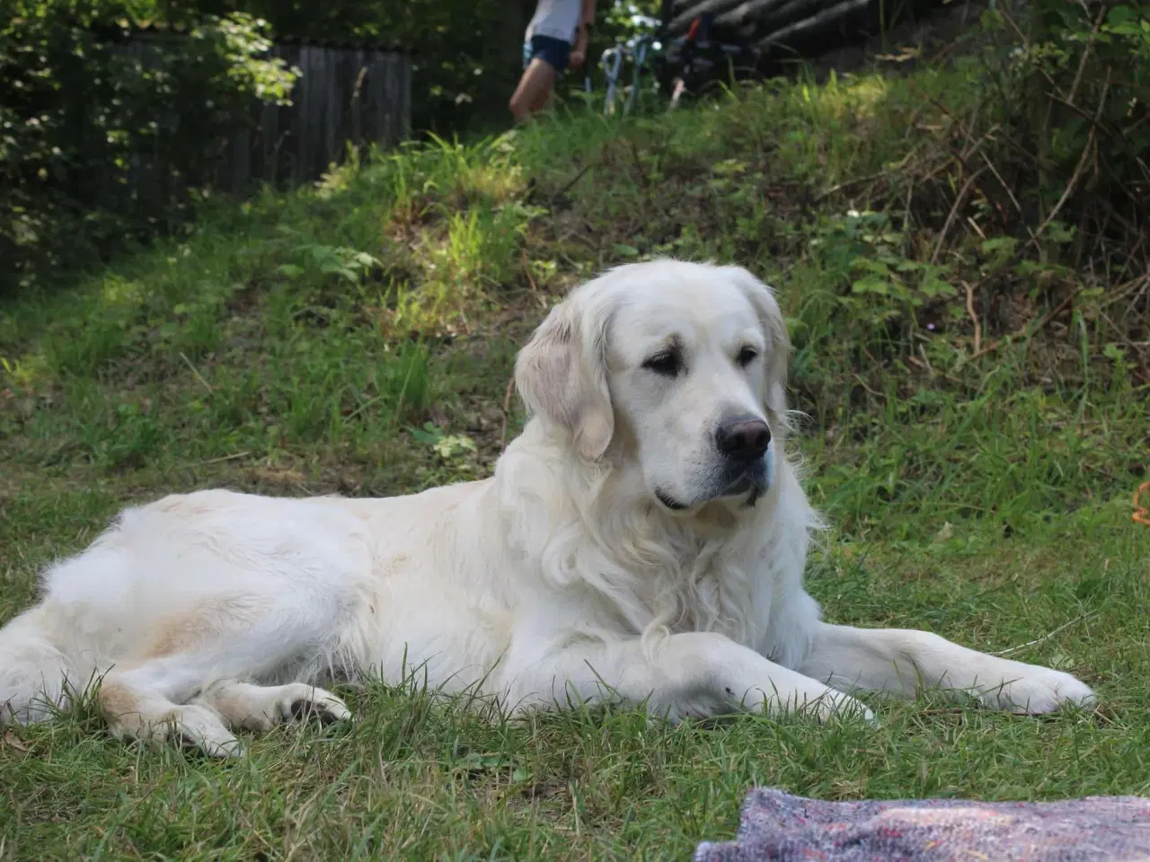 Billede 9 - Golden retriever hvalpe