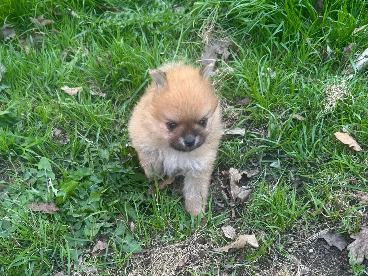 Billede 3 - Pomeranian hvalp