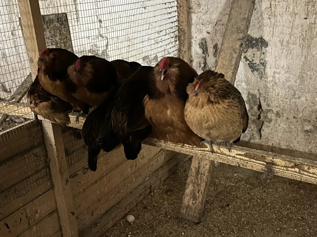 Billede 3 - Kom med et bud - antwerpener