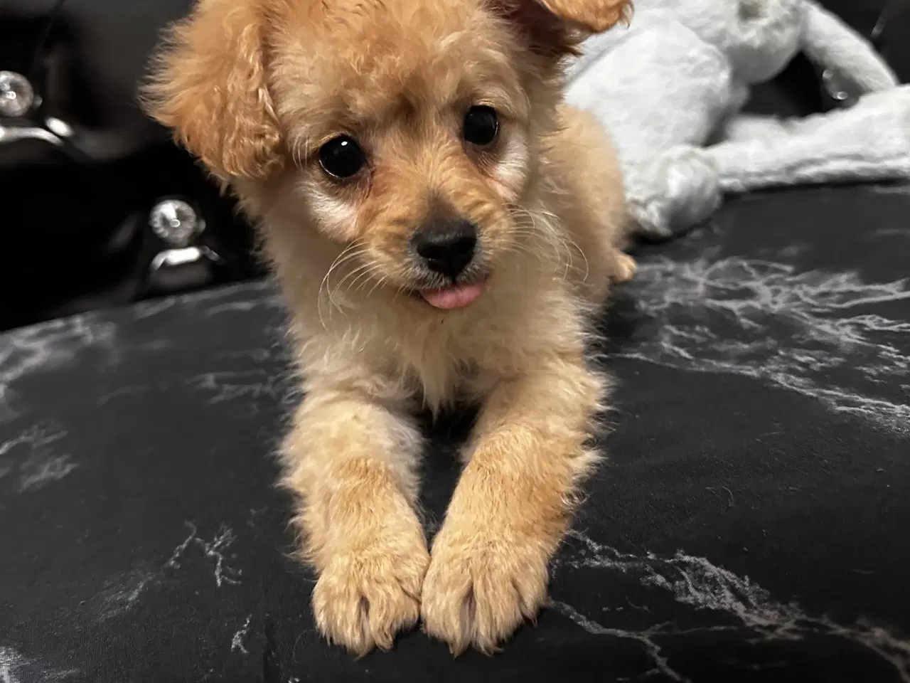 Billede 8 - Cavapoo F2B