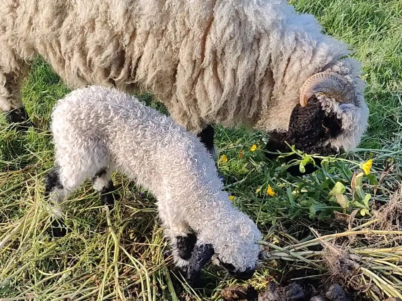 Billede 1 - Black nose og en spælsauer 