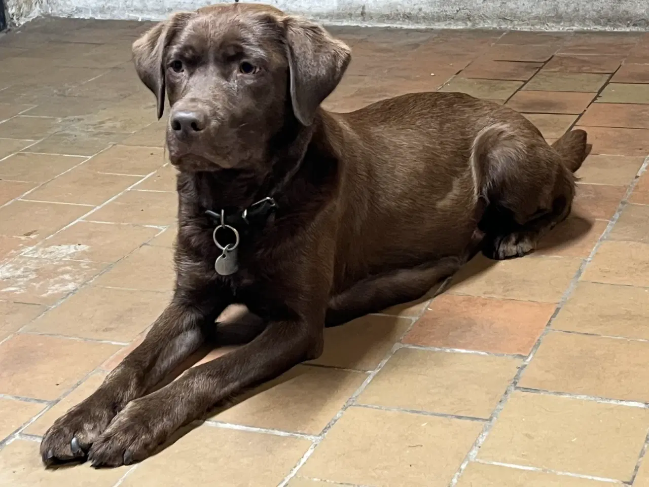 Billede 7 - Brune Labrador F1 hvalpe