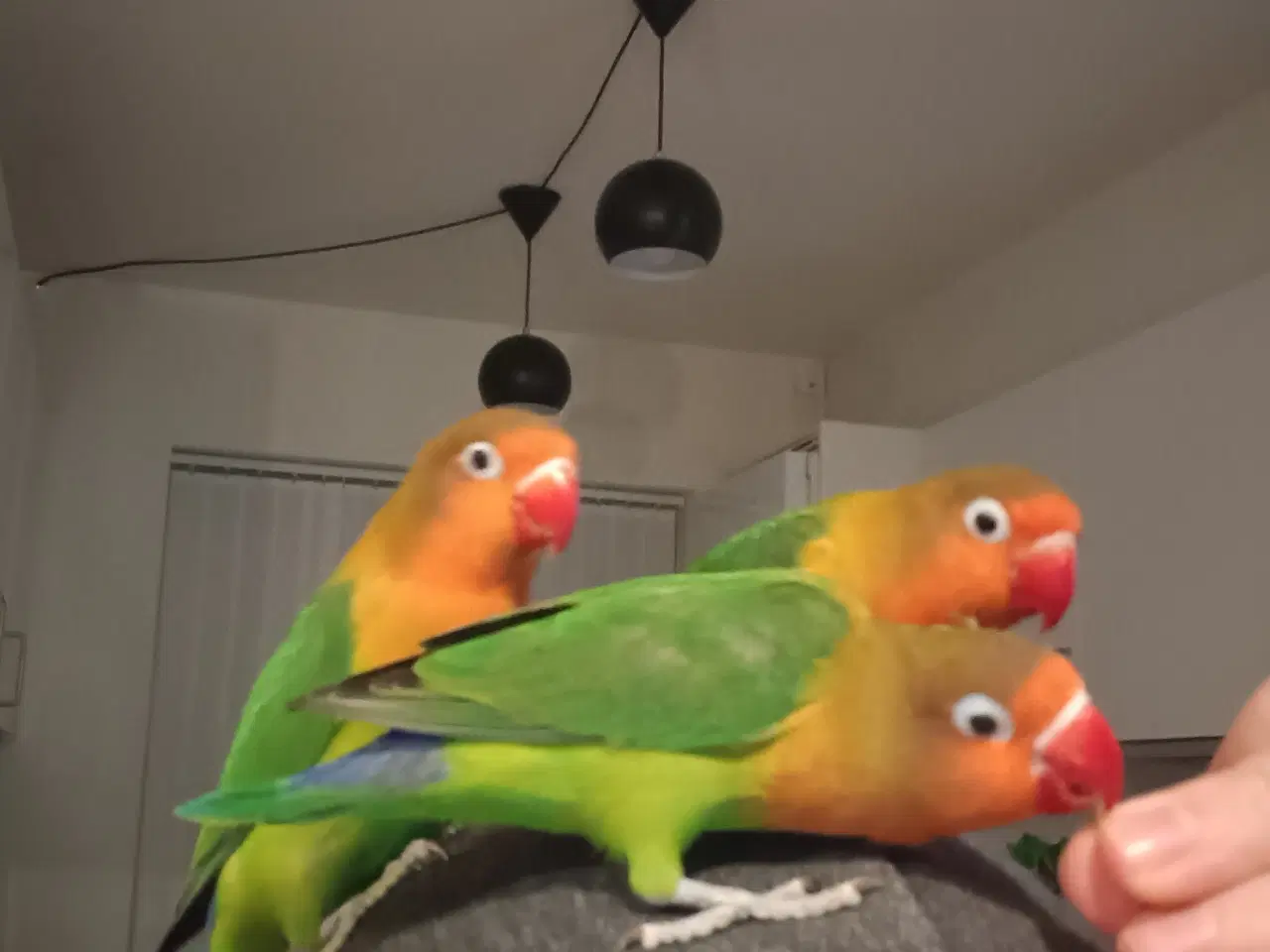 Billede 1 - 4 mdr. gamle dværgpapegøjerunger sælges 500 kr/stk