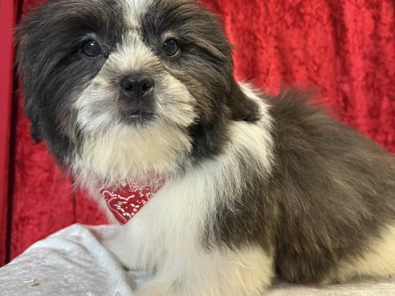 Billede 1 - Rejseklar Shih tzu-mor/ Coton de Tulear-far