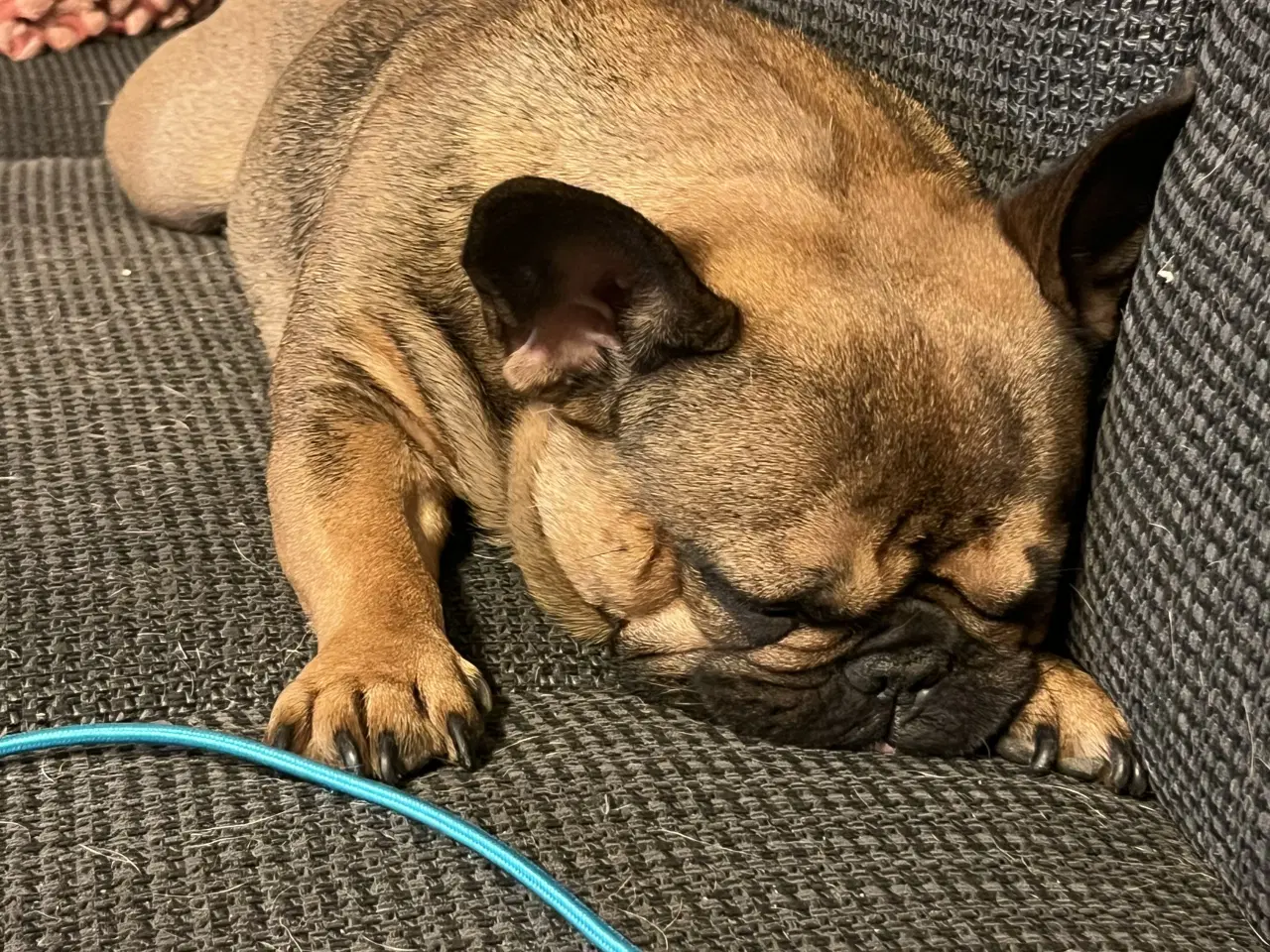 Billede 4 - Sød fransk bulldog tæve