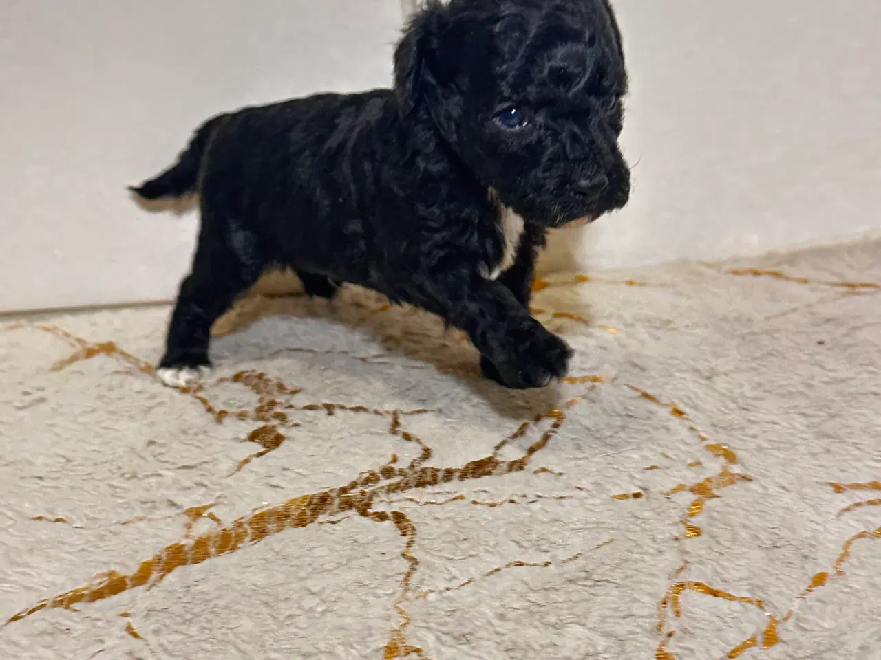 Billede 14 - Cavapoo F2B