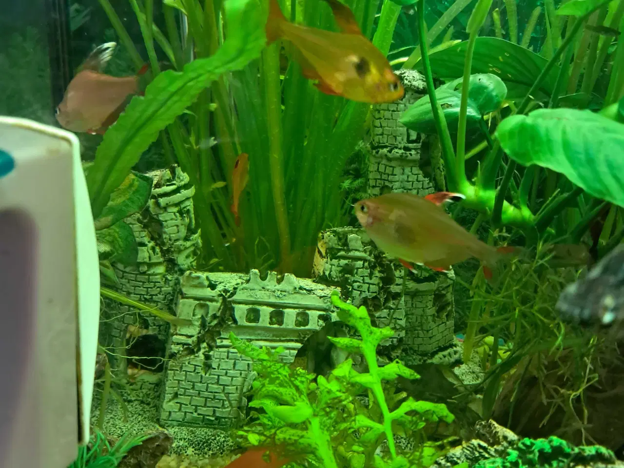 Billede 5 - 5 stk tetraer søger nyt vand