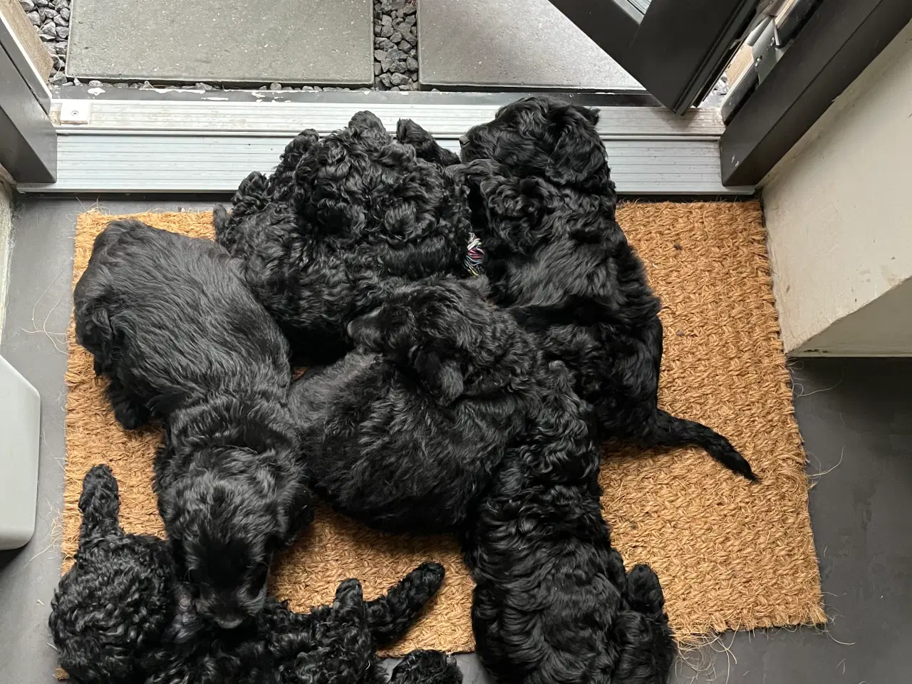 Billede 5 - Skønne labradoodle-hvalpe sælges