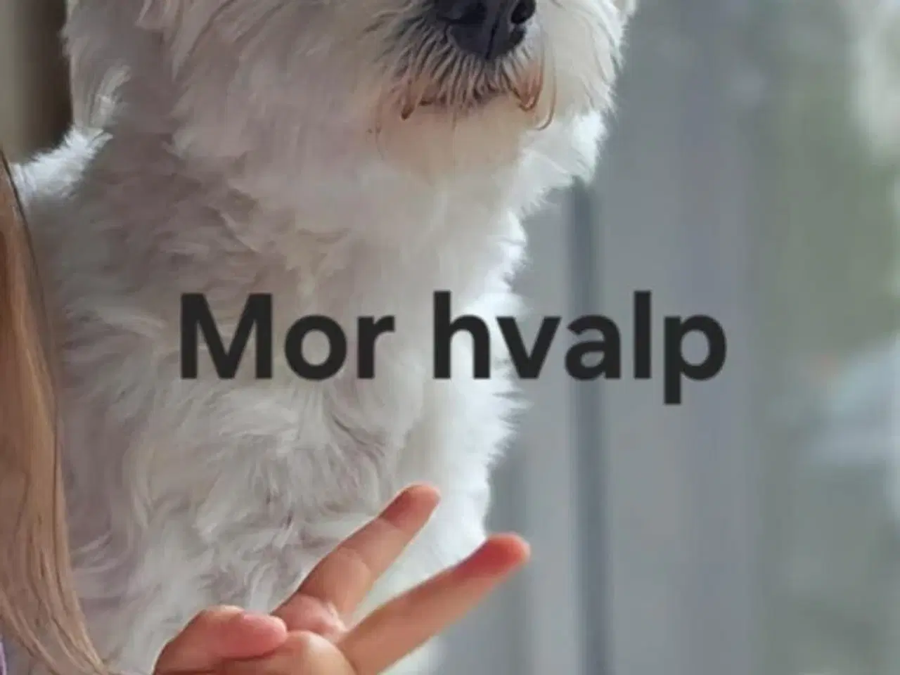 Billede 6 - Bichon hvalpe 