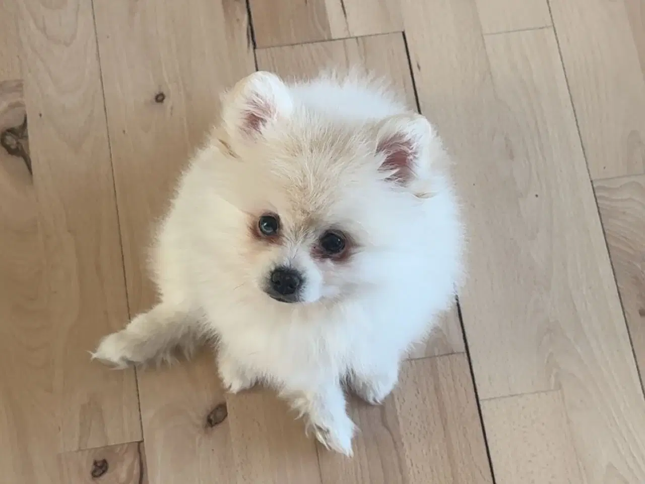 Billede 9 - Verdens sødeste Pomeranian dreng søger nyt hjem 💙