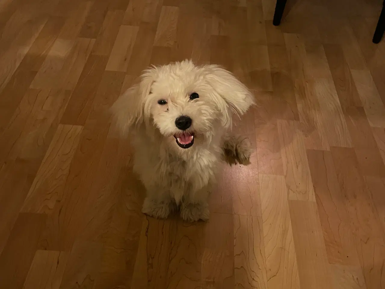Billede 3 - Voksen tæve coton de tulear 