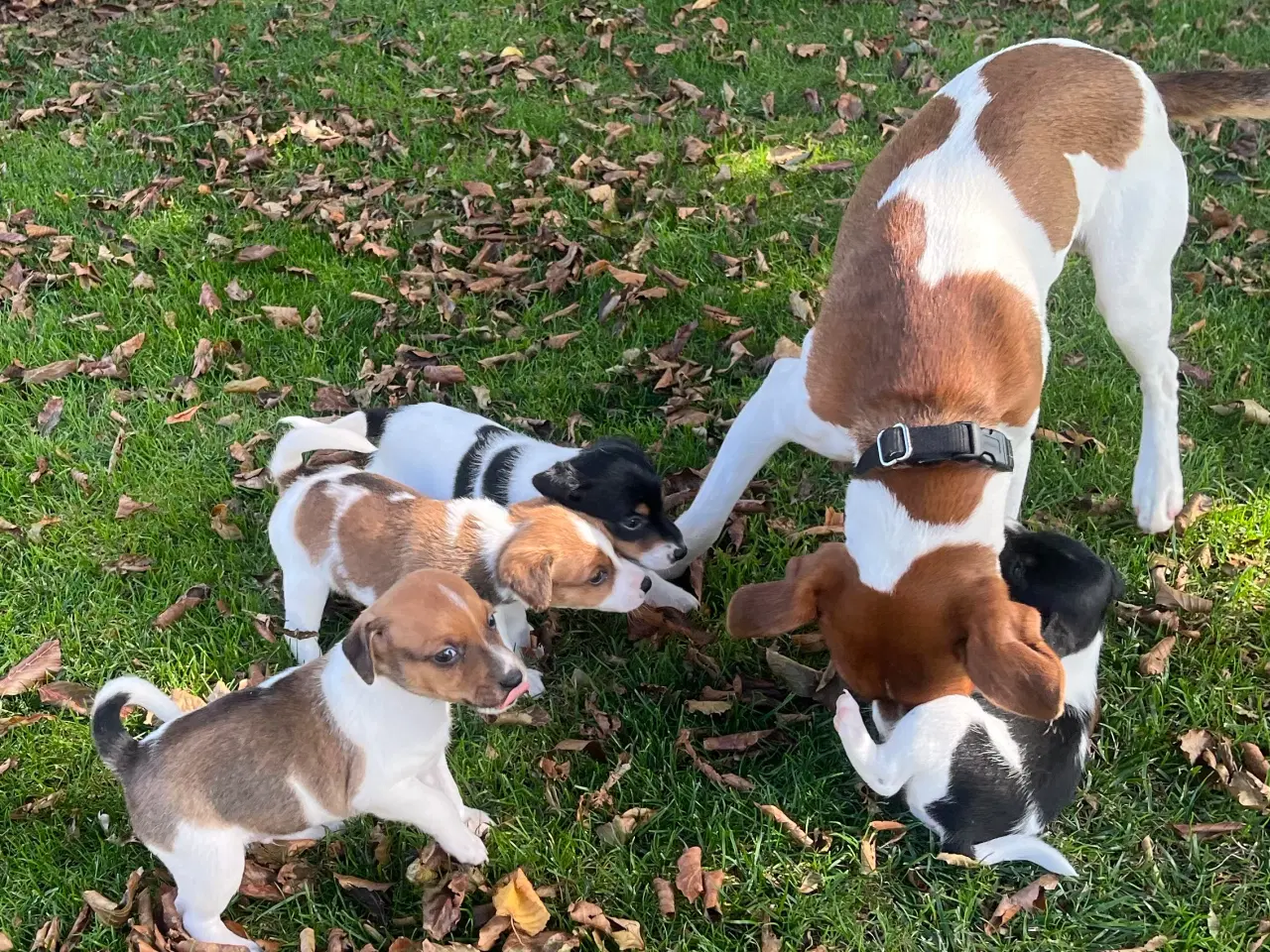Billede 2 - Dansksvensk Gårdhund hvalpe