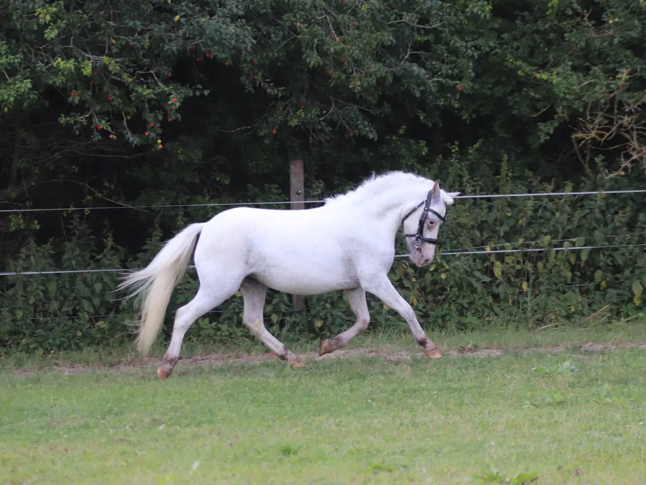 Billede 7 - Kåret Kat. 3 knabstrupper pony hoppe