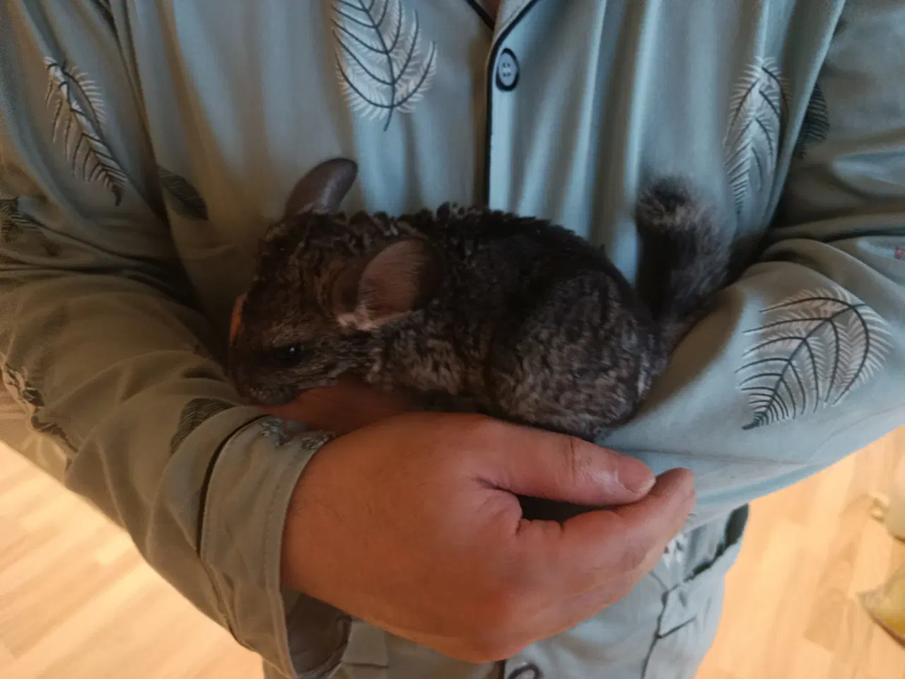 Billede 2 - Chinchilla 