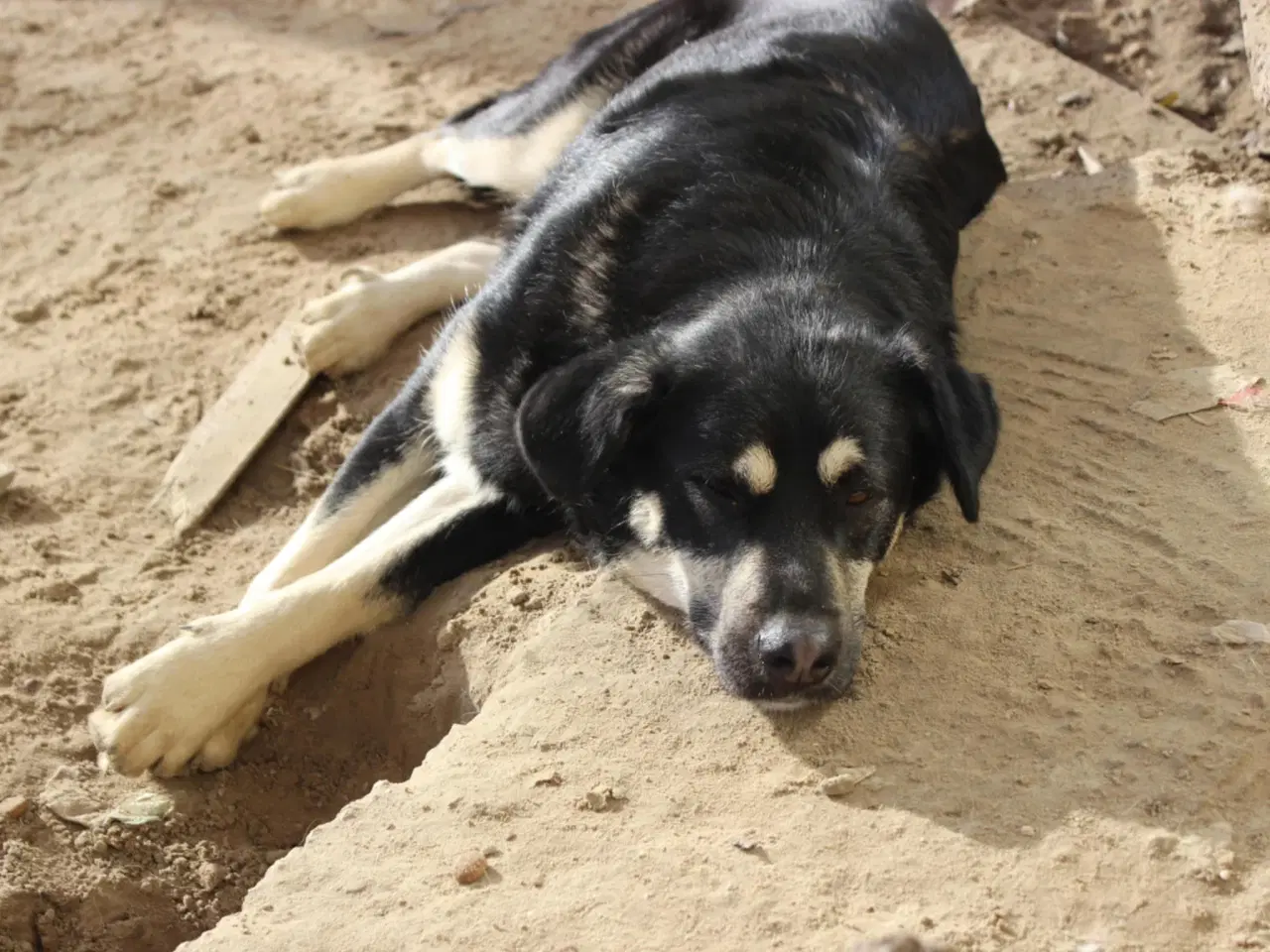 Billede 10 - Smukkeste Apollo søger sit 4ever hjem