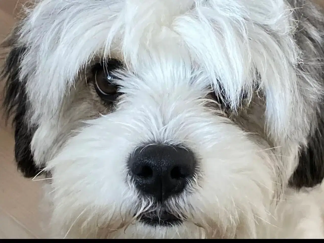Billede 12 - Hvalp Cavapo/ Thi tzu