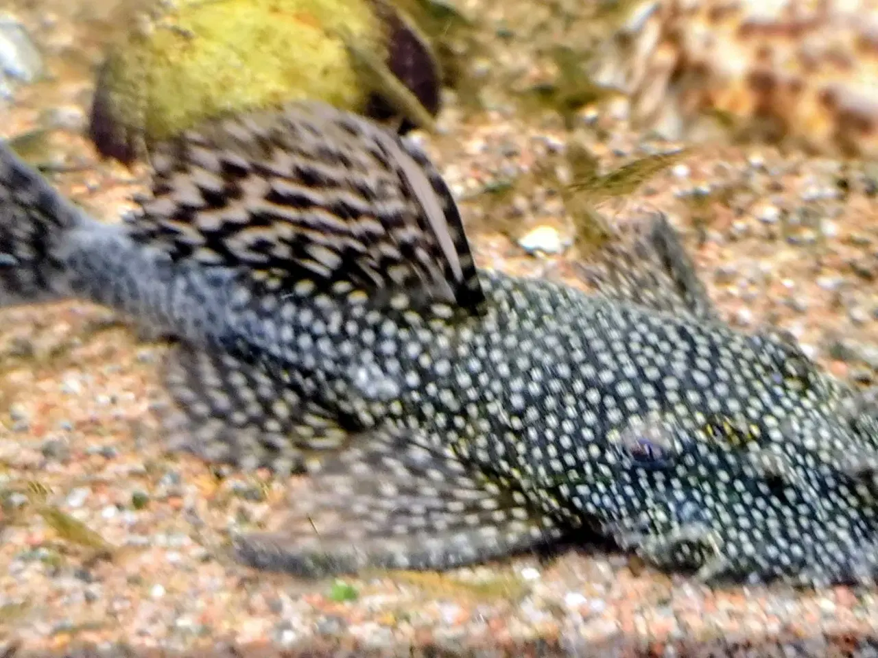 Billede 1 - Sugemalle 