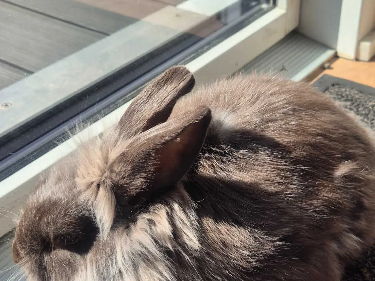 Billede 5 - kaniner til sælg med tilbehør.