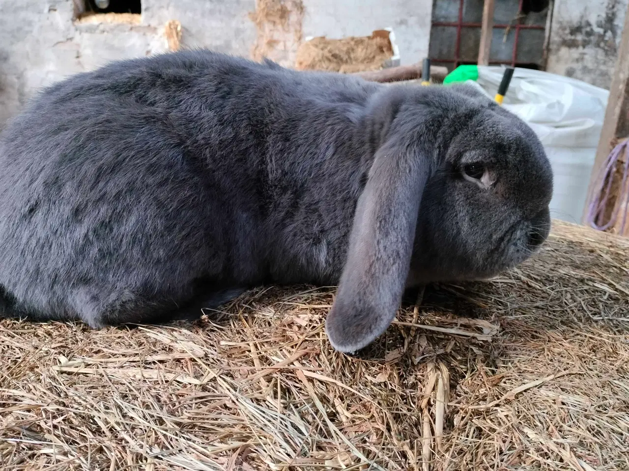 Billede 1 - Fransk vædder 