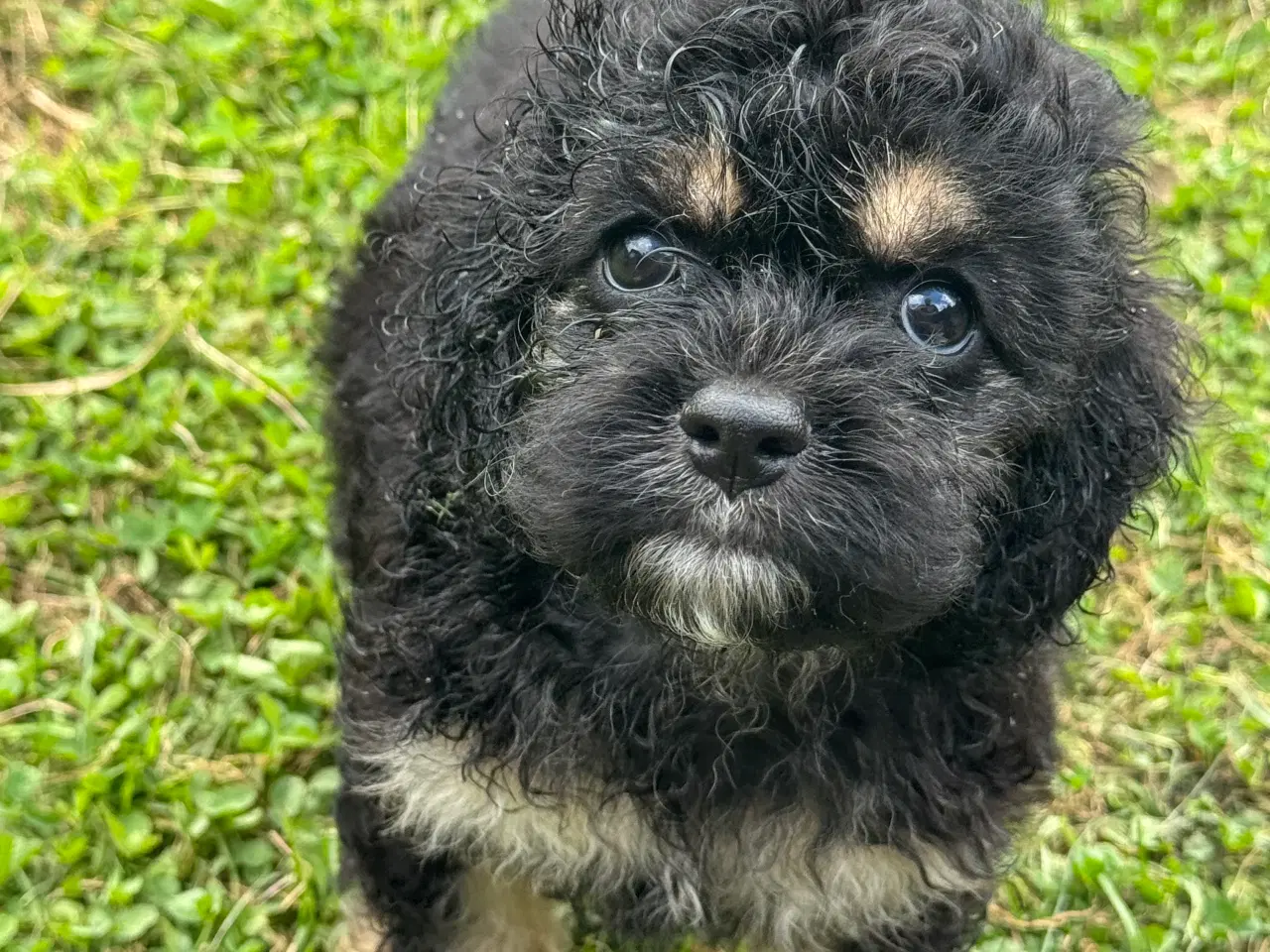 Billede 10 - Skønne Amerikansk cockapoo