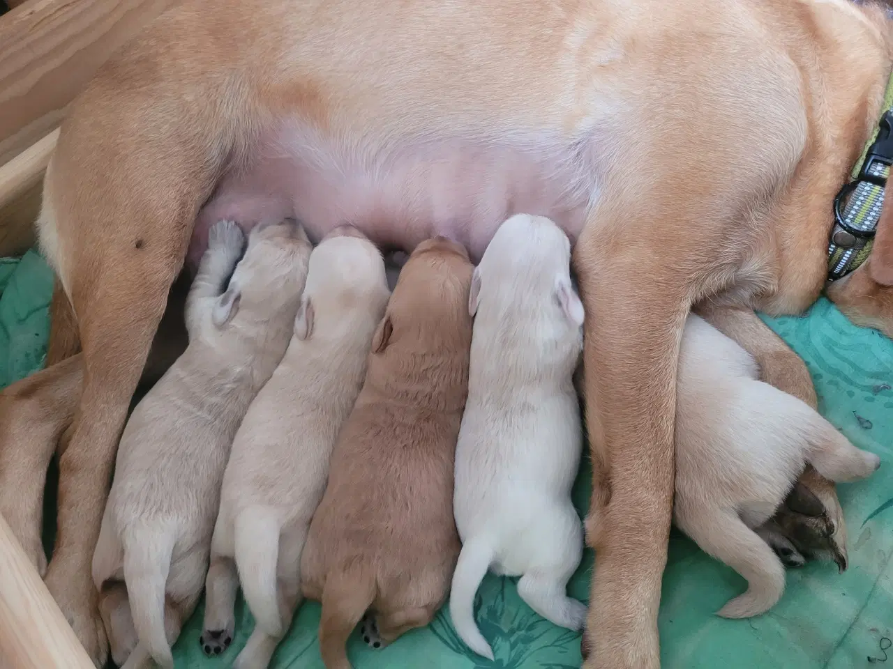 Billede 2 - Labradoodle/labrador F1 hvalpe søger nye hjem