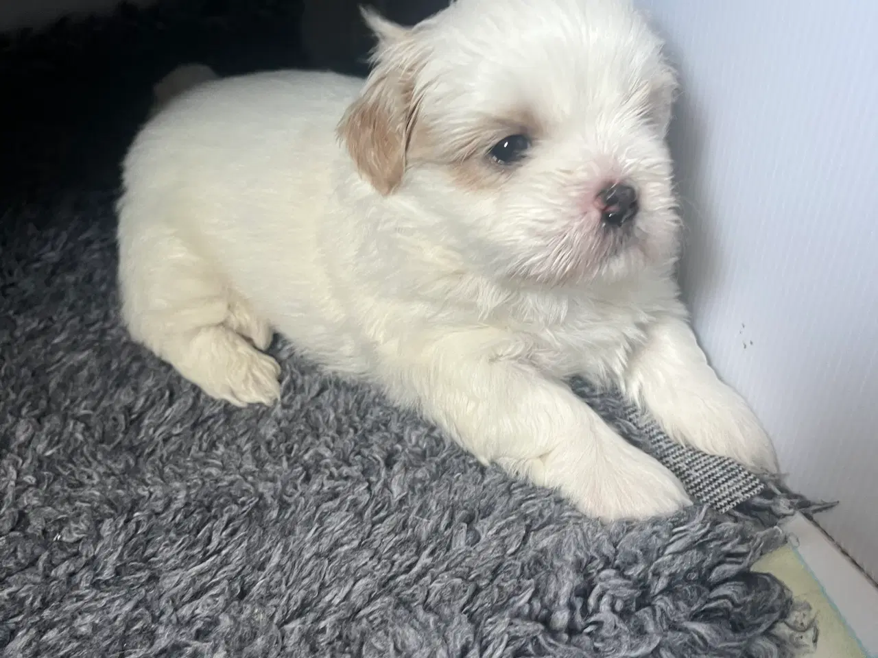 Billede 7 - Shih tzu hvalpe