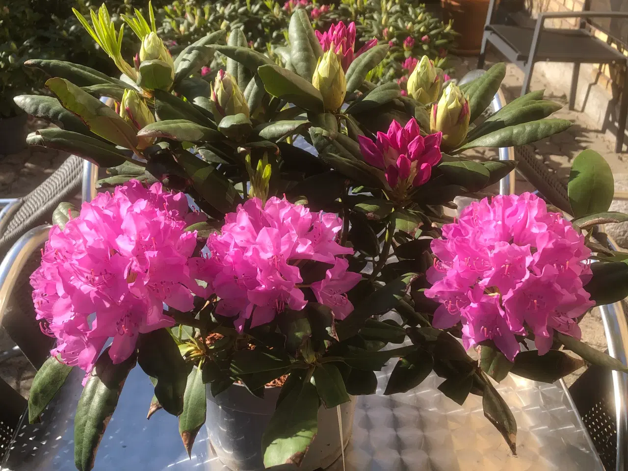 Billede 1 - Rhododendron. R. Roseum Elegans
