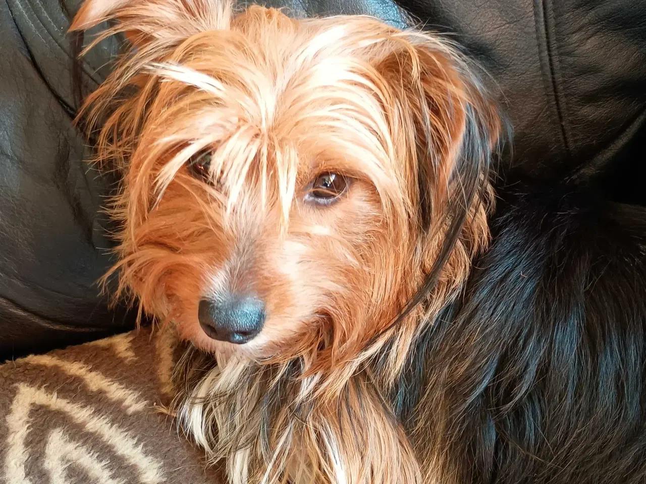 Billede 20 - Yorkshire Terrier hvalpe 