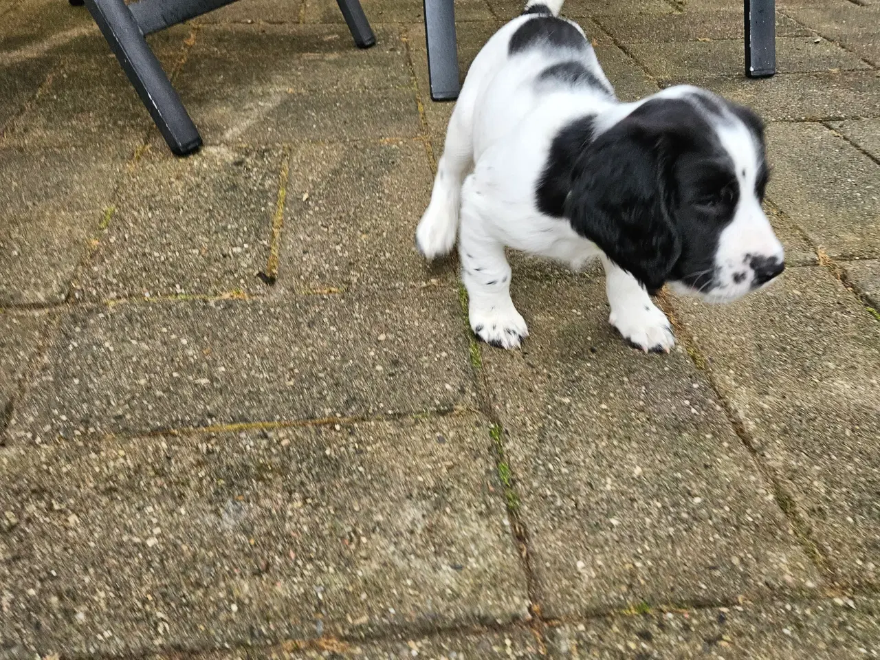 Billede 2 - Springer spaniel hvalpe