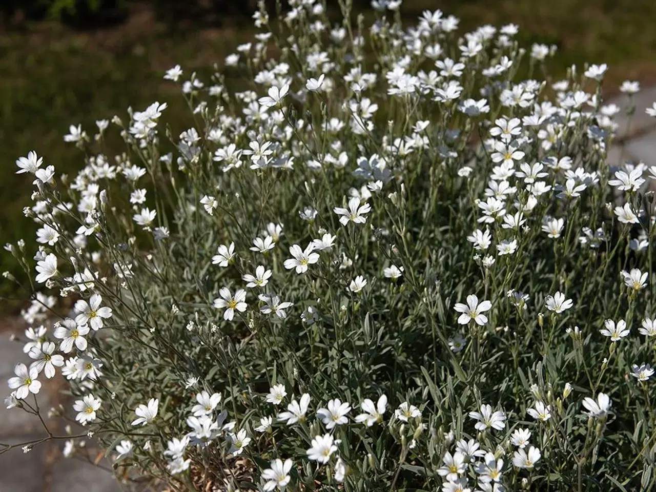 Billede 3 - Hønsetarm med hvide blomster