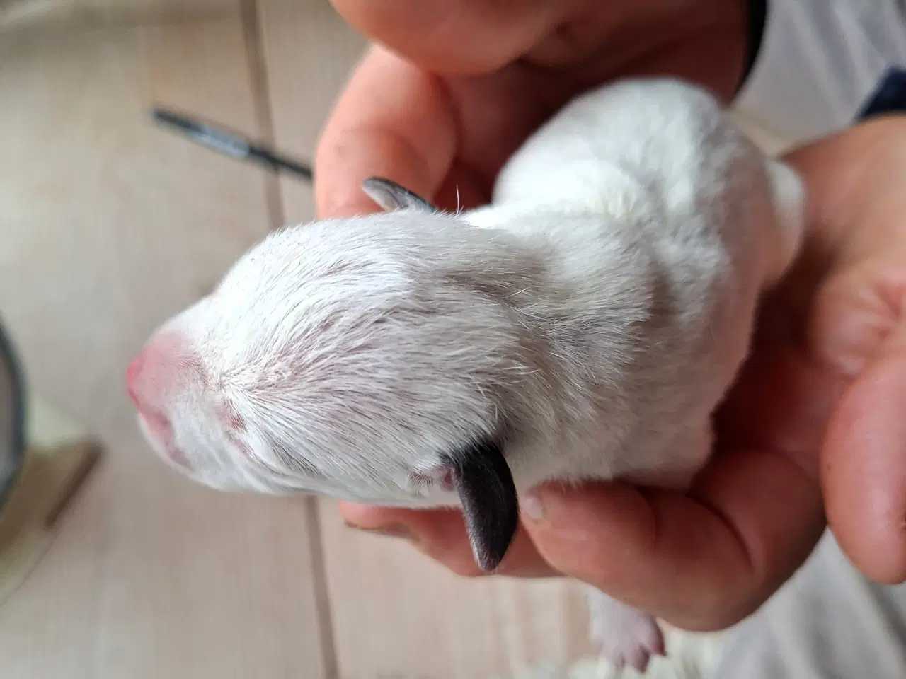 Billede 1 - Parson russell hvalpe