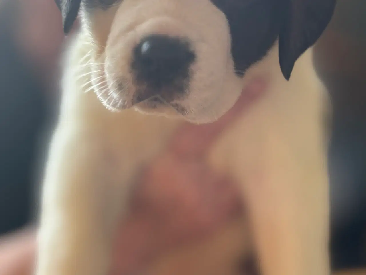 Billede 5 - Kort håret Sankt Bernhard hvalpe