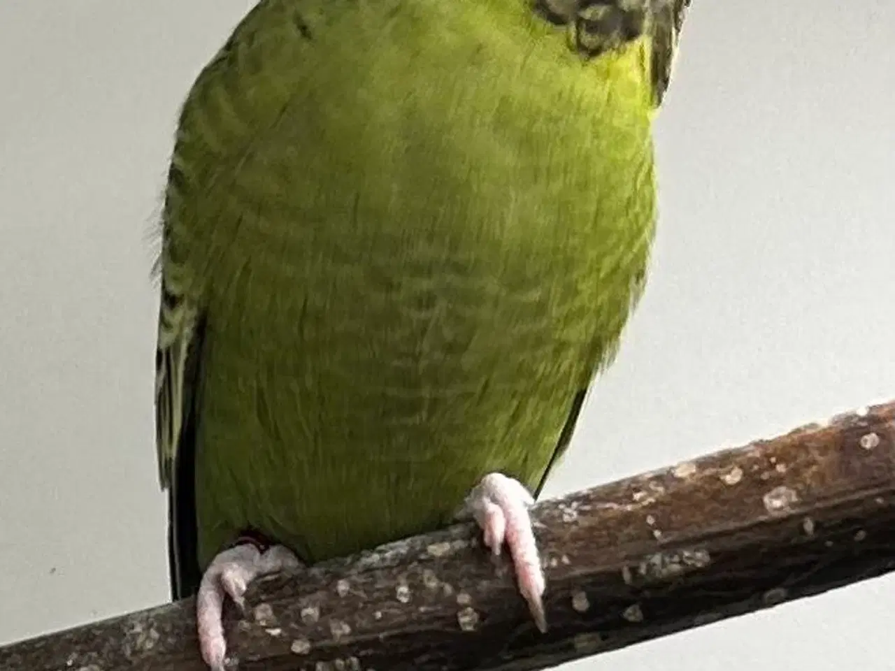 Billede 1 - Blackface