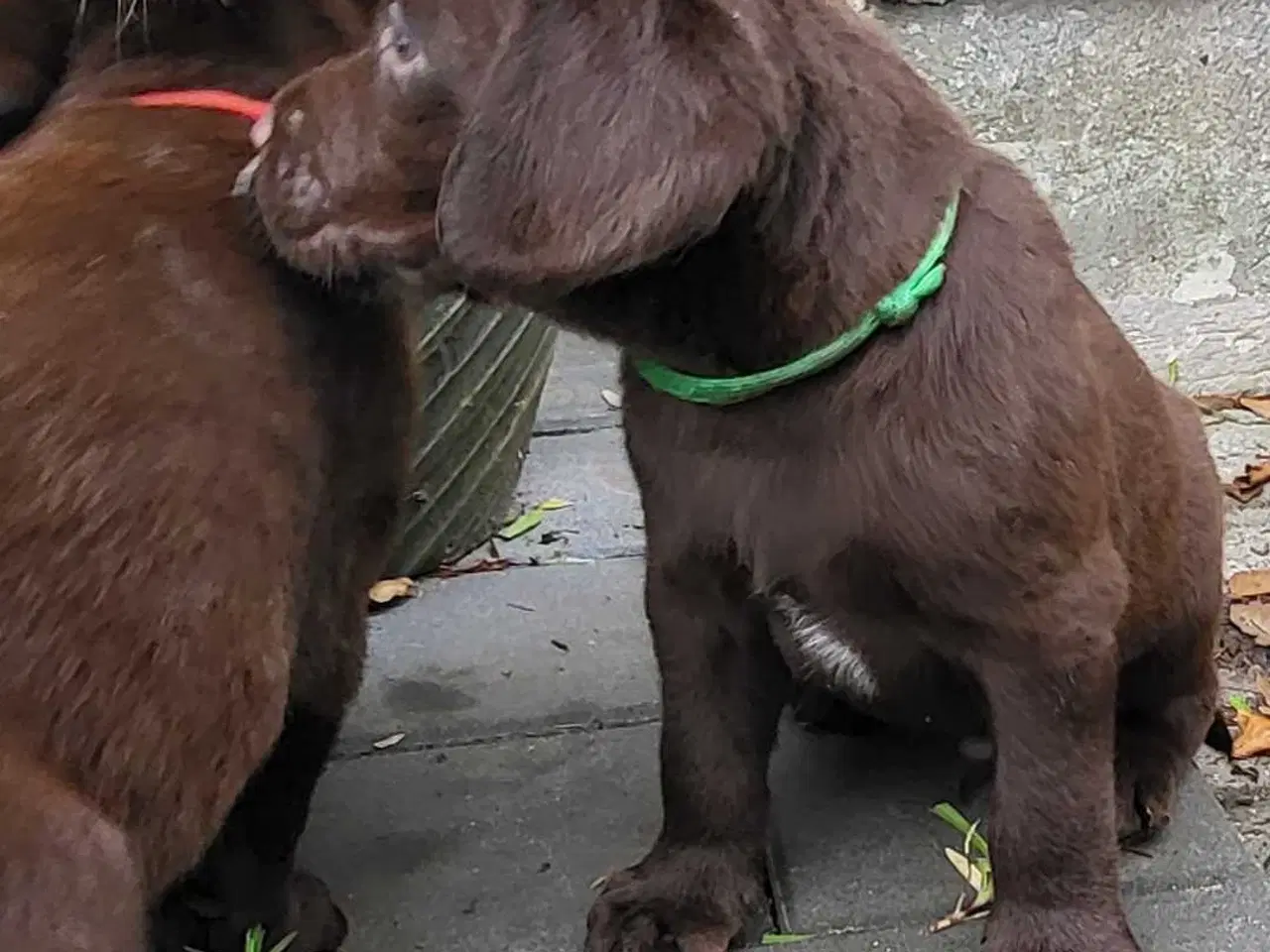 Billede 3 - Labrador Hundehvalpe 